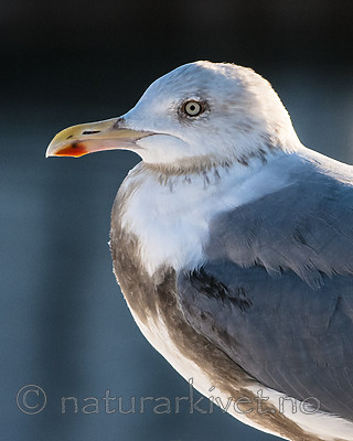 BB 10 0346 / Larus argentatus / Gråmåke
